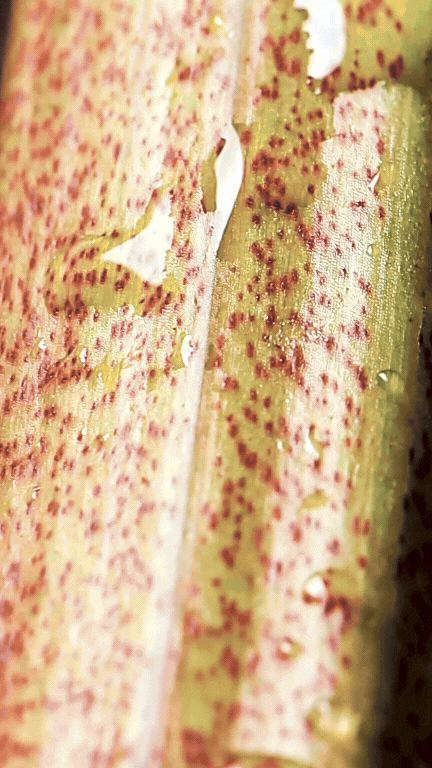 Ingredient video of the Rhubarb Rush mocktail